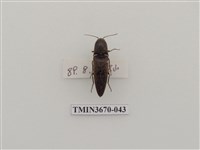 藏品(叩頭蟲(1))的圖片